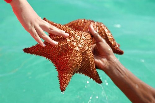 La estrella Tahina regresa al país caribeño